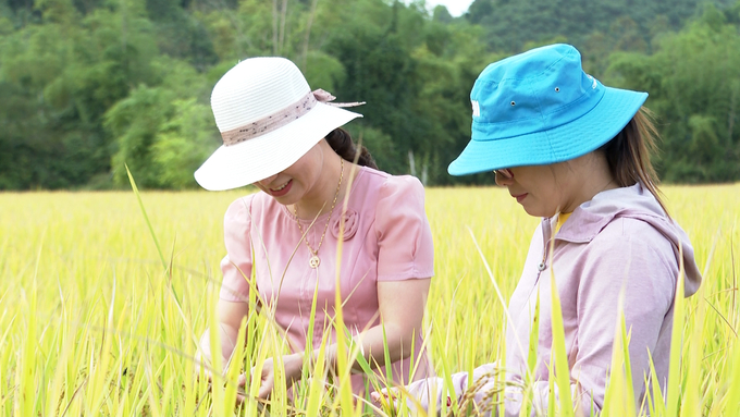 Cánh đồng trồng lúa hữu cơ tại xã Yên Phong (huyện Chợ Đồn). Ảnh: Ngọc Tú. 