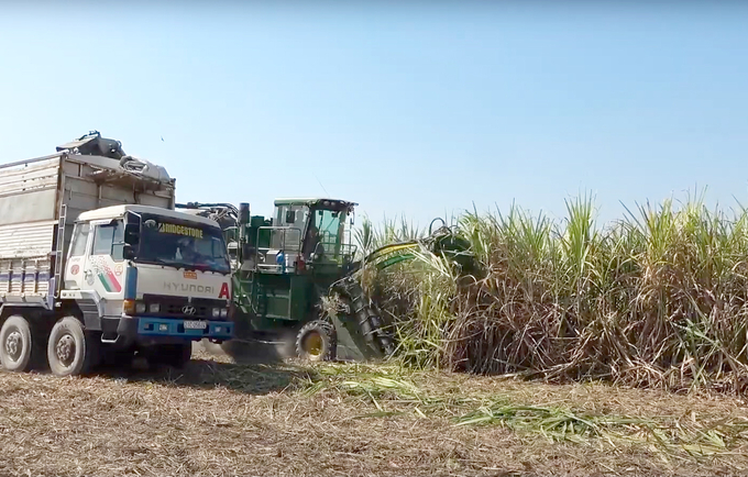 Sugar cane harvesting in Tay Ninh province during the 2022/23 crop. Photo: Son Trang.