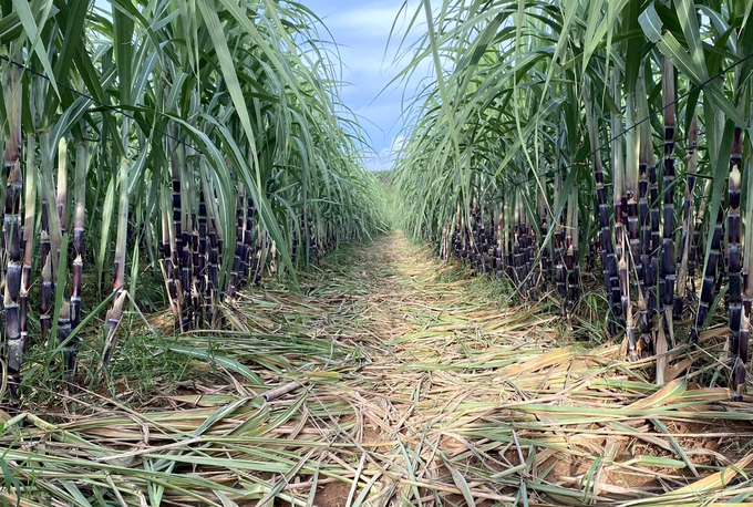 A sugar cane field in Tan Bien district, Tay Ninh province. Photo: Son Trang.