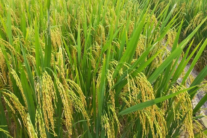 Giống lúa GL 25 được bón Lucavi tại Viện Cây lương thực và Cây thực phẩm. Ảnh: Hương Phạm.