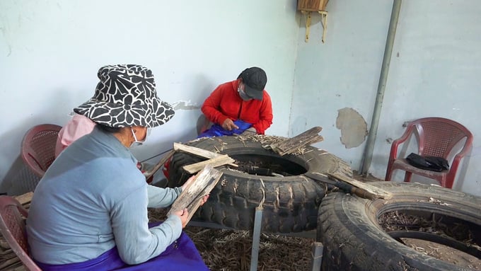The craft of making agarwood from the Aquilaria tree blossoms in Dong Nai. Photo: Tran Trung.