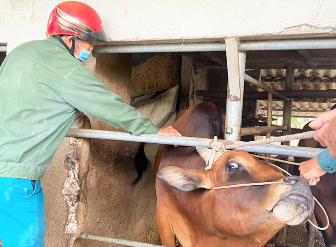 Nhờ nâng tỷ lệ tiêm phòng vacxin, Hà Tĩnh những năm gần đây vắng bóng các ổ dịch bệnh lở mồm long móng lớn. Ảnh: Thanh Nga.