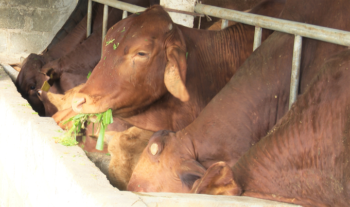 Ý thức của người chăn nuôi chuyển từ thả rông trâu, bò sang nuôi nhốt cũng là một trong những yếu tố góp phần hạn chế bệnh lở mồm long móng phát sinh. Ảnh: Thanh Nga.