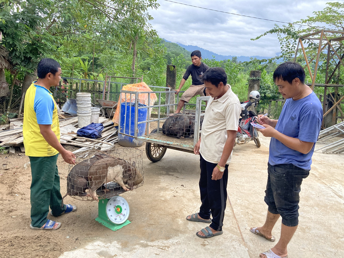 Mô hình liên kết sản xuất nuôi heo bản địa đang cho thấy hiệu quả tích cực ở huyện Nam Giang. Ảnh: L.K.