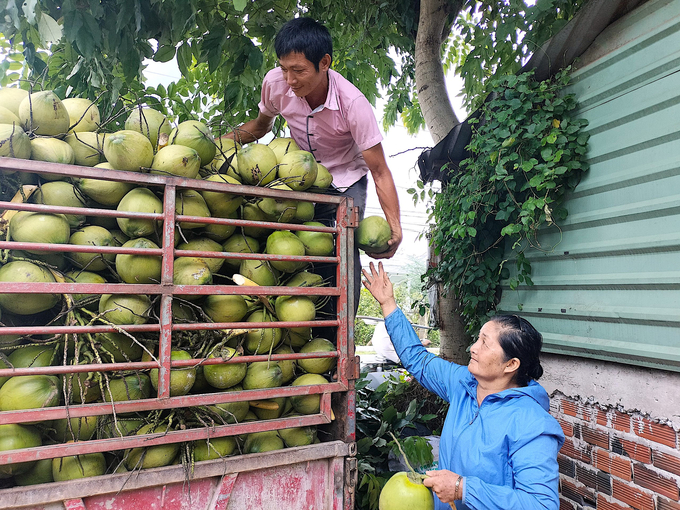 Traders buying Ben Tre coconut. Photo: Minh Dam.