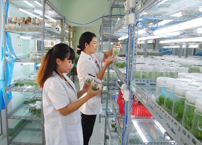 Công ty TNHH Lâm nghiệp Quy Nhơn (Bình Định) sản xuất giống cây lâm nghiệp bằng công nghệ cấy mô. Ảnh: V.Đ.T.