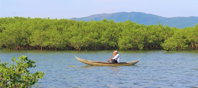 Người dân sống ven đầm Thị Nại (huyện Tuy Phước, Bình Định) bơi sõng đi kiểm tra rừng ngập mặn. Ảnh: V.Đ.T.