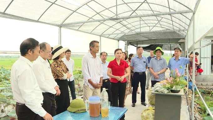 Cán bộ nông nghiệp và nhà khoa học tham quan mô hình trồng sen của Phú Xuyên. Ảnh: Nhân vật cung cấp.