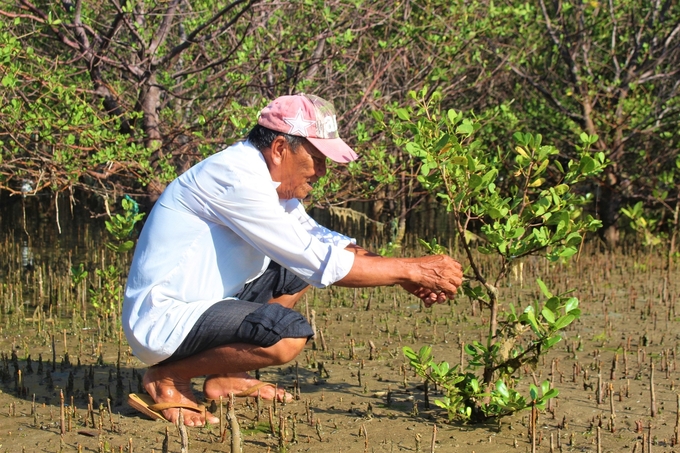 Người dân sống ven biển ở Bình Định trồng rừng ngập mặn. Ảnh: V.Đ.T.