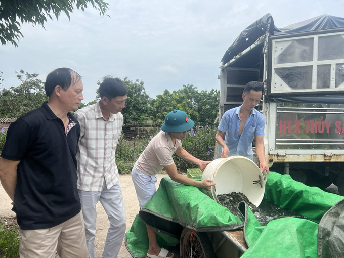 Cấp hỗ trợ con giống cho mô hình nuôi cá trắm cỏ ở huyện Văn Giang. Ảnh: Hải Tiến.