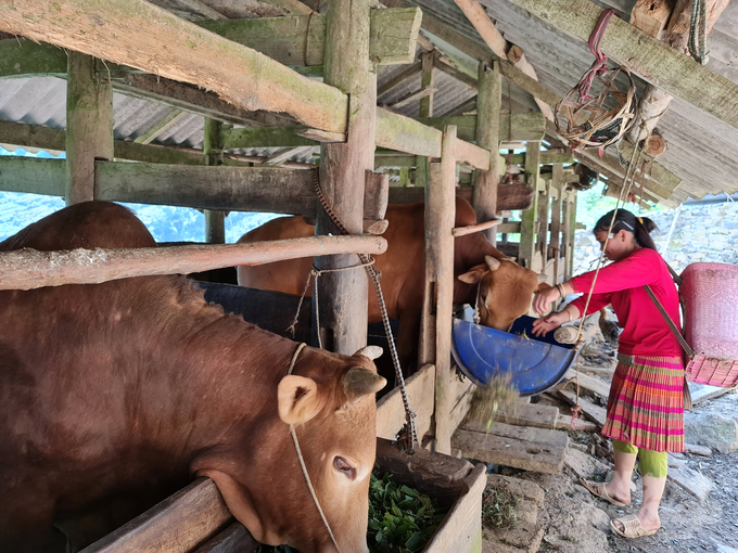 Người chăn nuôi ở Hà Giang đang dần thay đổi tư duy chăm sóc và phòng trừ dịch bệnh cho đàn gia súc. Ảnh: Đào Thanh.