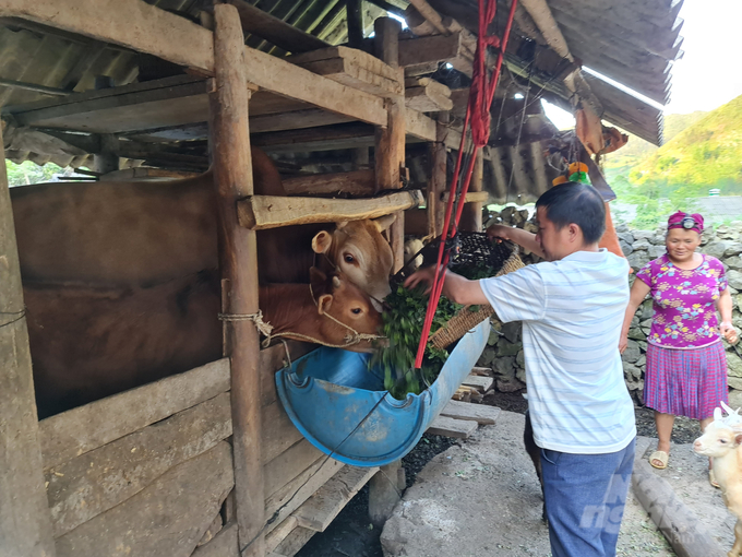 Trung bình mỗi năm, tỷ lệ tiêm phòng vacxin lở mồm long móng ở Hà Giang đạt trên 80%. Ảnh: Đào Thanh.