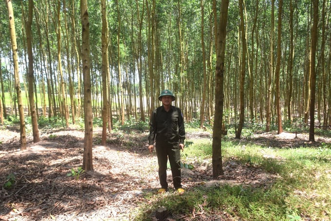 Diện tích rừng gỗ lớn của Công ty TNHH Lâm nghiệp Sông Kôn ( Bình Định) trồng tại huyện Tây Sơn. Ảnh: V.Đ.T.