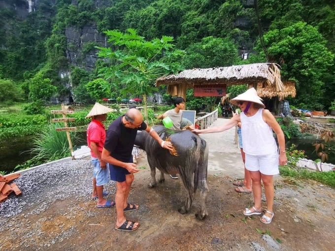 Du khách nước ngoài trải nghiệm tắm trâu ở huyện Hoa Lư. Ảnh: HV.