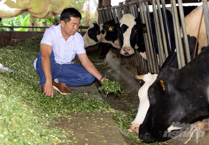Gia đình ông Lê Văn Thạnh phát triển mô hình trang trại chăn nuôi bò sữa từ năm 2014 và đạt hiệu quả kinh tế cao. Ảnh: Minh Hậu.