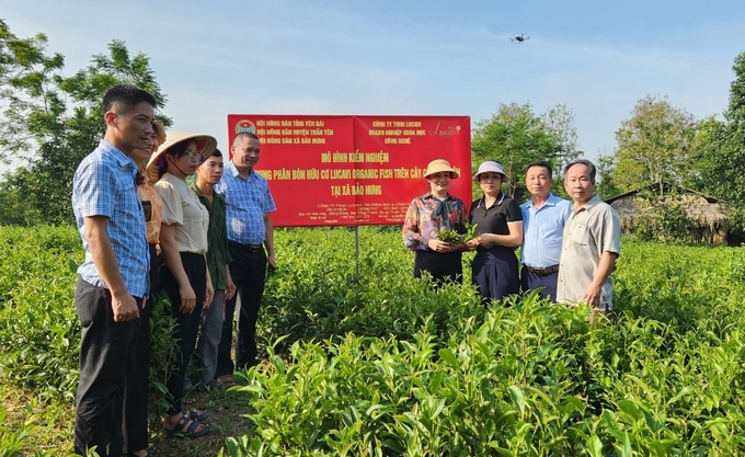 Bat Tien tea hill, Bao Hung commune, Tran Yen district, Yen Bai province. Photo: Huong Pham.