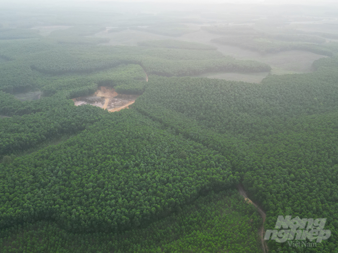 Hiện nay tỉnh Thừa Thiên- Huế có khoảng gần 3.000ha rừng tham gia chứng chỉ FSC. Ảnh: Công Điền.
