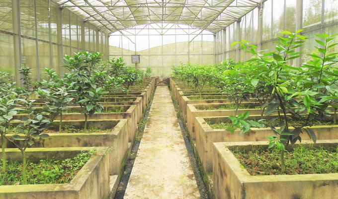 Trại thực nghiệm và sản xuất giống cây ăn quả, cây lâm nghiệp Truông Bát (viết tắt là Trại giống Truông Bát) trực thuộc Trung tâm Khuyến nông Hà Tĩnh được 'khai sinh' vào năm 1994. Trại được giao nhiệm vụ khảo nghiệm và trồng thử tập đoàn cây lâm nghiệp.