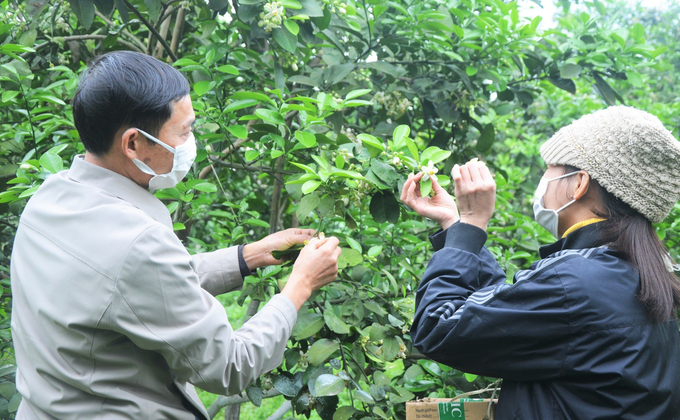 Cán bộ kỹ thuật của Trại giống Truông Bát còn tham gia hướng dẫn người dân về kỹ thuật trồng, chăm sóc, thụ phấn cho cây ăn quả có múi.