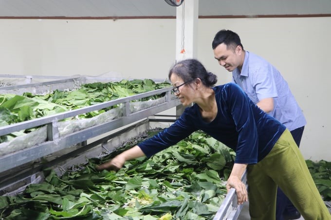 Ms. Nguyen Thi Huan, Director of Quy Mong Mulberry Cooperative, feeds silkworms on the sliding tray. Photo: Thanh Tien.