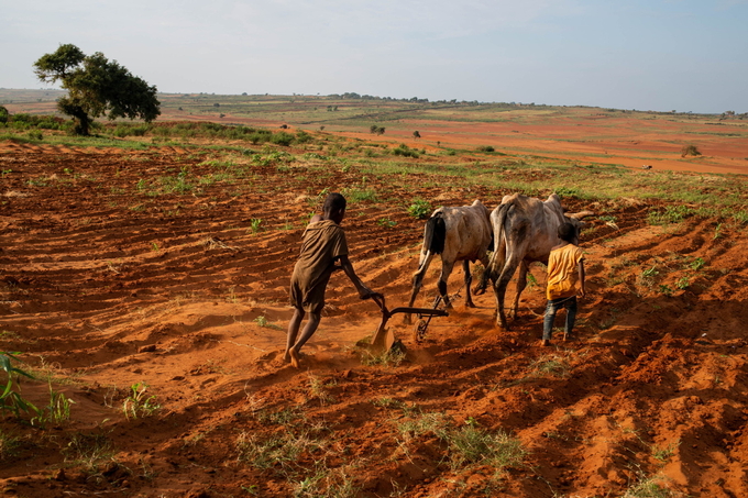 Children attempt to plough a plantation using cattle in Grand Sud of Betsimeda, Maroalomainty commune, Ambovombe District, Madagascar, on May 2, 2021. Photo: Agencies