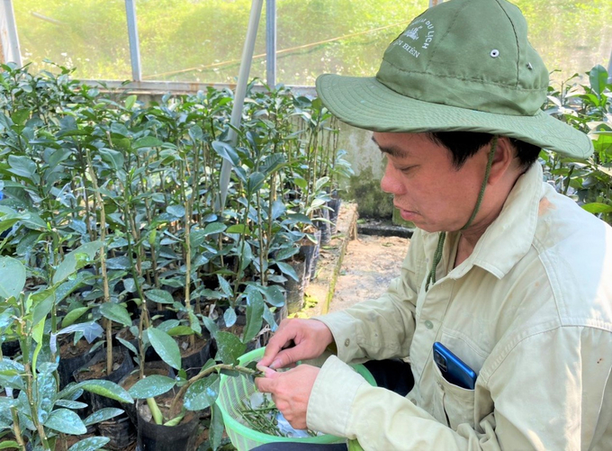 Anh Võ Tuấn Anh, cán bộ kỹ thuật Trung tâm Khuyến nông Hà Tĩnh ghép mắt ghép cho cây giống có múi tại Trại giống Truông Bát.