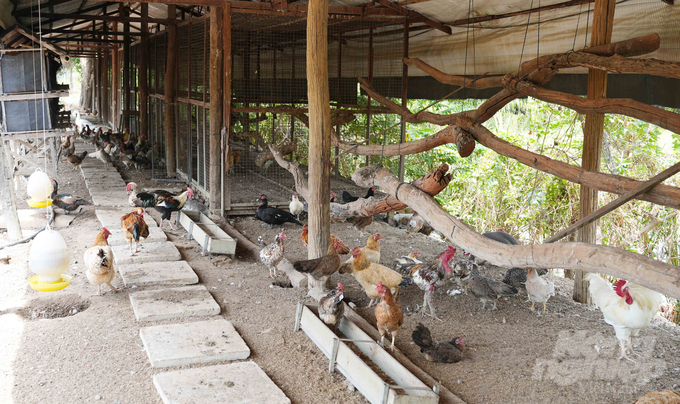 In addition to a biosafety breeding environment, the poultry flock at Nhat Thong Company has spacious space and perches to exercise their natural instincts. Photo: Le Binh.