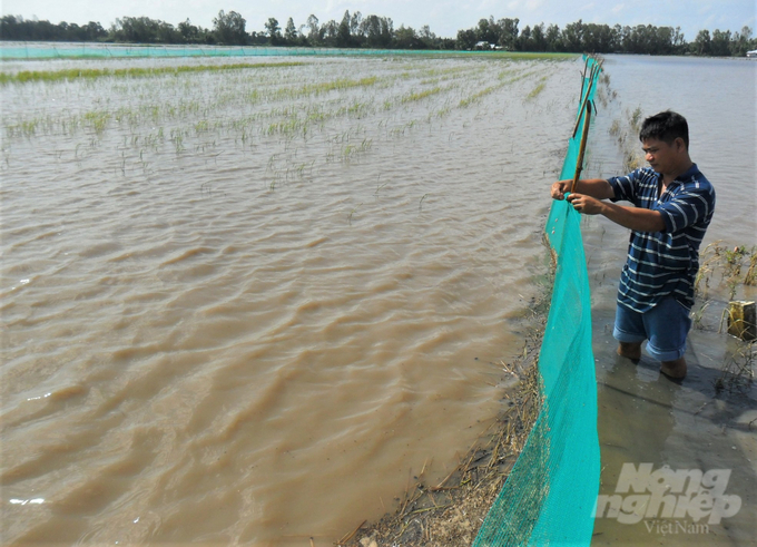 The model of fish farming in rice fields has the advantage of low investment costs thanks to the available food source. The fish lives in a natural environment so the meat quality is high. Photo: Trung Chanh.