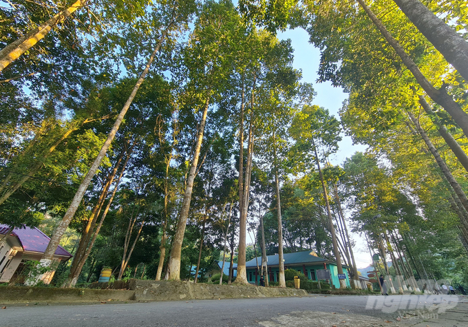Hơn trăm ngàn ha rừng đặc dụng tại Nghệ An chỉ được hỗ trợ định mức 100.000 đồng/ha từ chương trình phát triển lâm nghiệp bền vững. Ảnh: Việt Khánh.
