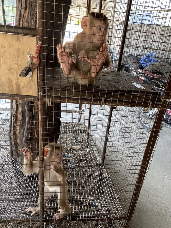 2 pig-tailed macaques individuals were brought to the Hoang Lien Biological Rescue, Conservation and Development Center of Hoang Lien National Park. Photo: A.K.