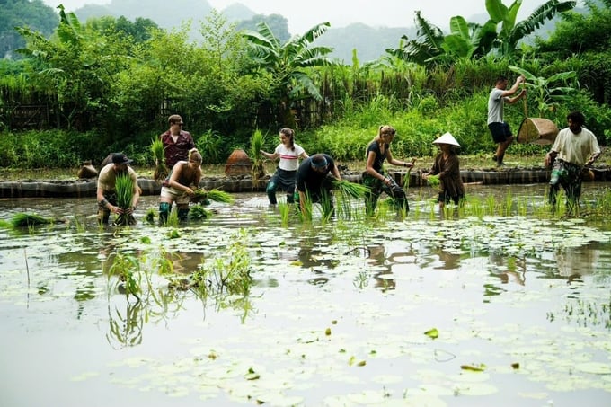 Du khách nước ngoài đến Ninh Bình trải nghiệm canh tác nông nghiệp truyền thống. Ảnh: HV