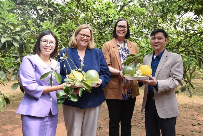 The List of Pesticides Allowed for Use in Vietnam in 2023 adds some types of pesticides that prevent harmful organisms on a number of crops with high export value, such as grapefruit, dragon fruit, etc. Photo: Le Hoang Vu.