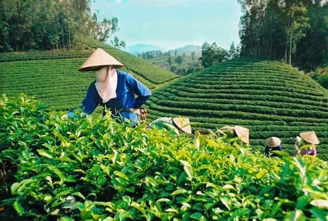 The List of Pesticides Allowed for Use in Vietnam in 2023 is also supplemented with many effective drugs and advanced drug forms, especially those registered for use on vegetables, fruits, tea, etc. Photo: TL.