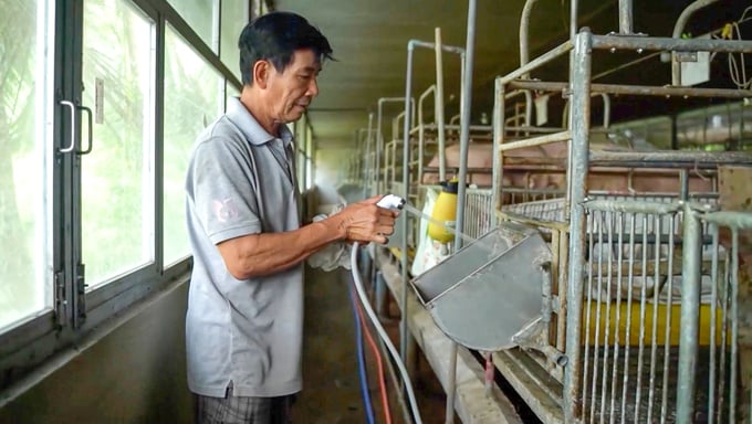 Can Tho city boasts a total of 289 livestock and poultry farms, primarily consisting of small and medium-scale operations, with a lack of large-scale industrial farming establishments. Photo: Kim Anh.