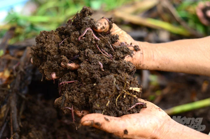 Each year, the vermicompost production model of Don Duong Worm Women’s Cooperative processes about 235 tons of cow manure, pig manure, and about 350 tons of agricultural waste. Photo: Minh Hau.