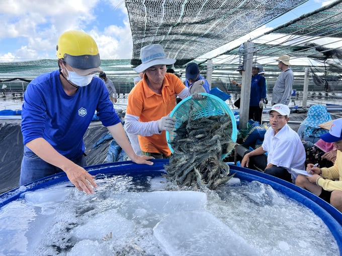 Compared to other countries around the world, the cost of shrimp production in Vietnam is relatively high. Photo: Trong Linh.