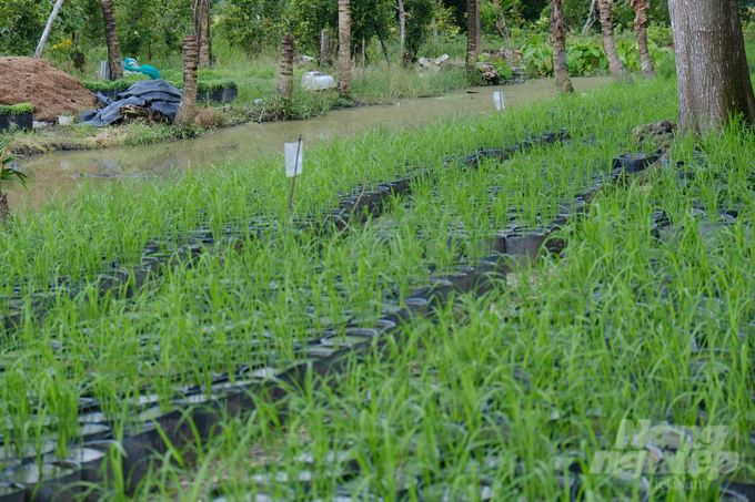 'Cánh đồng' 10.000 chậu lúa sẽ làm nên Con đường lúa gạo. Ảnh: Kiên Trung.