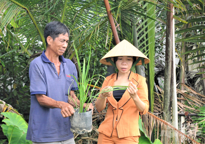 Chị Thuý Kiều - cán bộ khuyến nông tỉnh Hậu Giang cùng ông Triều kiểm tra chậu lúa. Ảnh: Trung Chánh. 