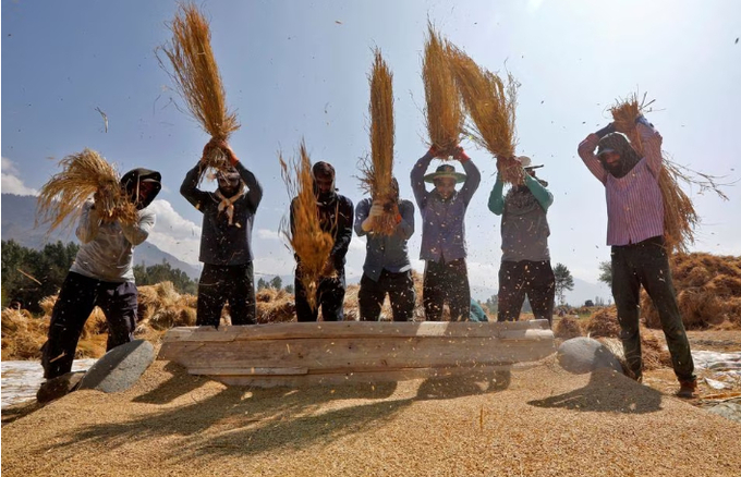 Farmers thrash rice paddies in a field in Tral town in south Kashmir's Pulwama district October 1, 2023. REUTERS/Altaf Hussain/File Photo Acquire Licensing Rights