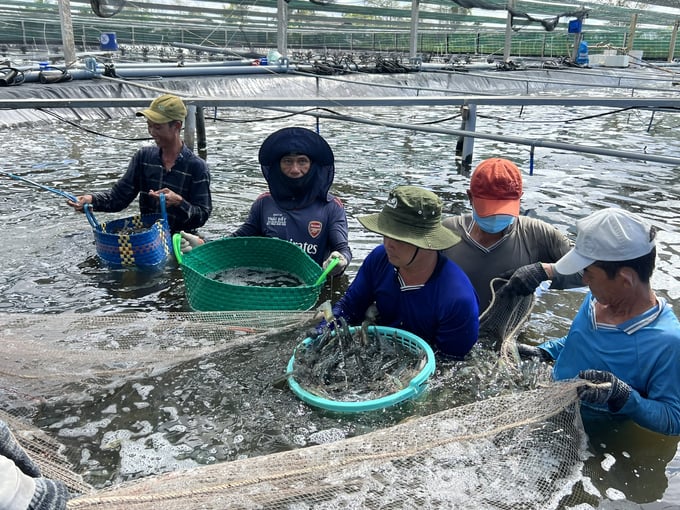 High-tech shrimp farming with water circulation model in Bac Lieu province. Photo: Trong Linh.