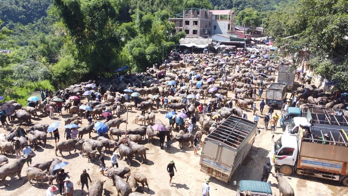 Nghien Loan buffalo and cow market (Pac Nam district) is always overloaded. Photo: Ngoc Tu.