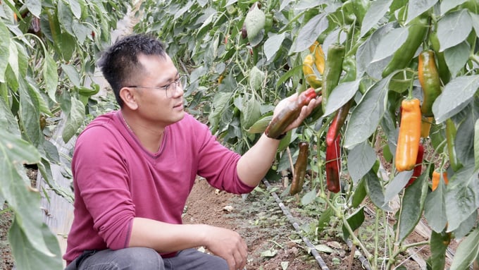 Mr Pham Van Tuan, owner of Palermo pepper farm in Moc Chau district, Son La province. Photo: Thao Phuong