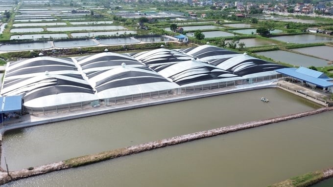 'King of Vietnamese Four-Eyed Sleeper' in Nghia Hung is determined to 'win the gambling over heaven' thanks to the application of science and technology to winter crop shrimp farming. Photo: Huy Binh.