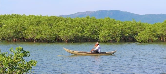 People living along Thi Nai lagoon (Tuy Phuoc district, Binh Dinh) row Song (a small bamboo boat) to inspect the mangrove forest. Photo: V.D.T.