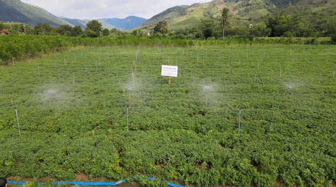 Mô hình thâm canh cây đậu phộng sử dụng hệ thống tưới nước tiết kiệm tại xã Vĩnh Thuận (huyện Vĩnh Thạnh). Ảnh: V.Đ.T.