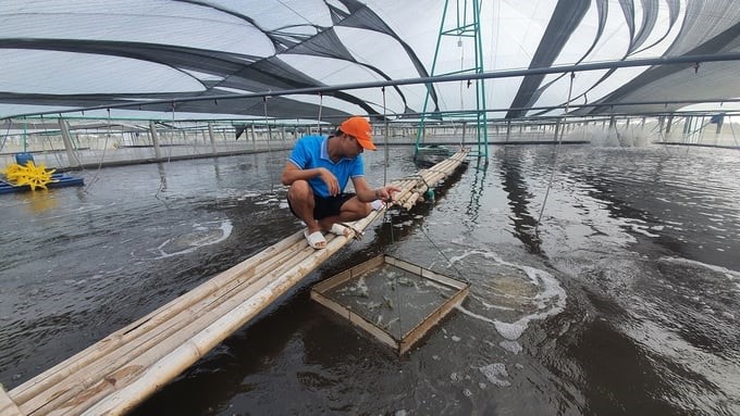 Mr. Vinh, technical officer of the shrimp farming facility, is checking the shrimp size. Photo: Kien Trung.