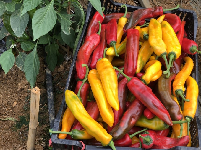 Palermo peppers are harvested at Mr Tuan's farm in Moc Chau in 4 different colours, and the flavour of each colour is also different. Photo: Thao Phuong. 