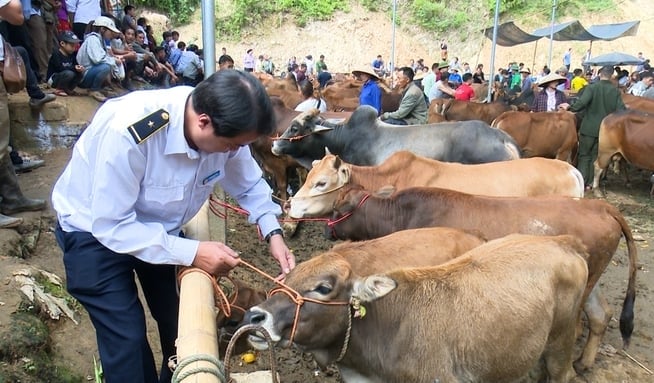 Examination of cattle at Nghien Loan market. Photo: Ngoc Tu.