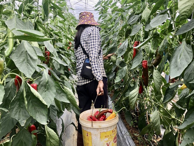 Mature Palermo pepper plants have an average height of 1.6 - 1.7m, yielding 3 - 4kg/tree. Photo: Thao Phuong