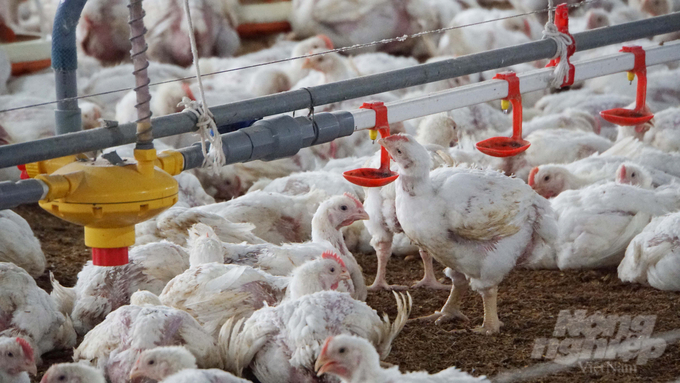 Businesses and breeders are gradually becoming more aware of chicken farming associated with disease safety. Photo: Le Binh.